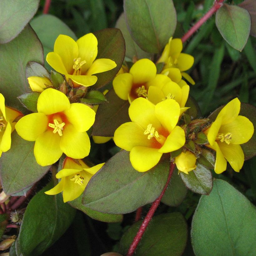 Lysimachia congestiflora (Floração)