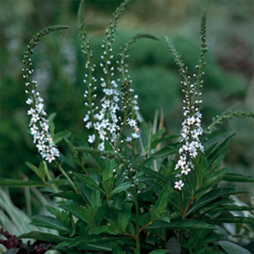 Lysimachia fortunei (Floração)