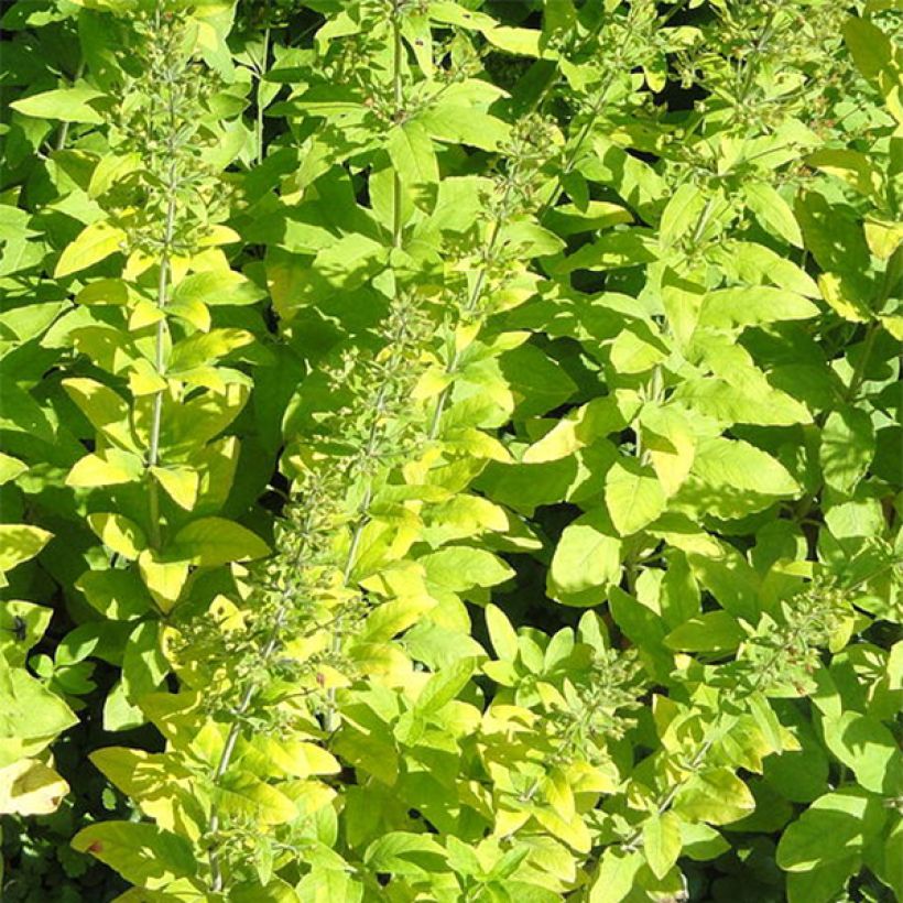 Lysimachia lichiangensis (Folhagem)