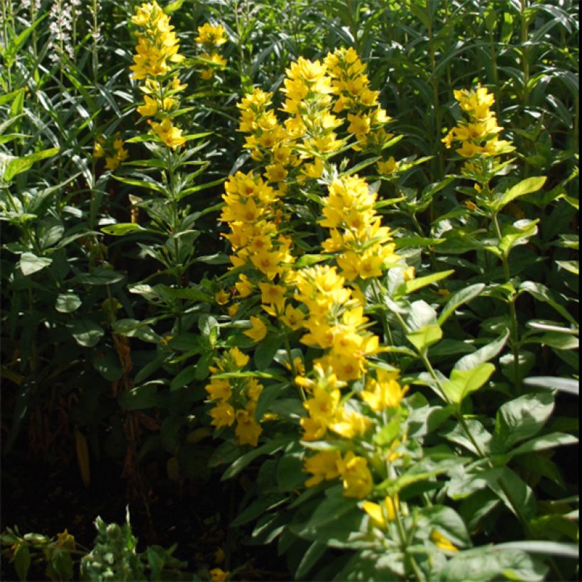 Lysimachia lichiangensis (Floração)