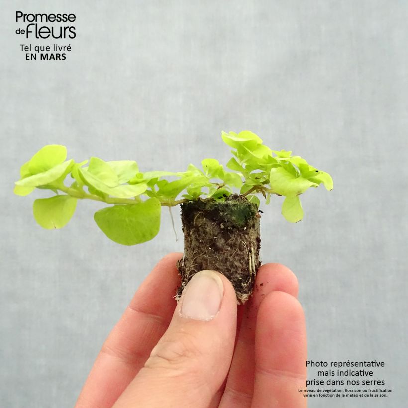 Amostra de Lysimachia nummularia Goldilocks - Herbe aux écus Mini-torrão Ø 3/4 cm tal como entregue na primavera
