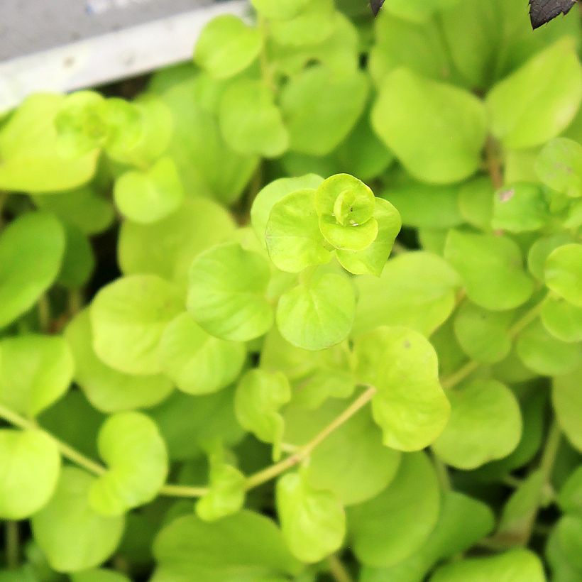 Lysimachia nummularia Goldilocks (Folhagem)