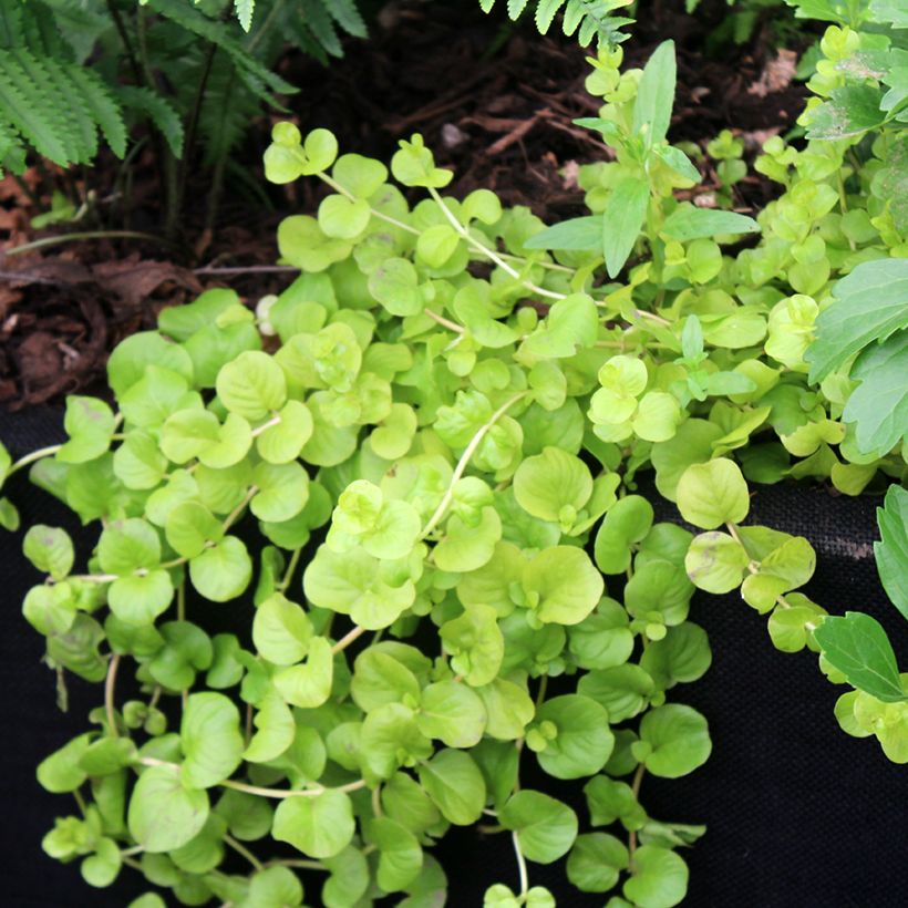 Lysimachia nummularia Goldilocks (Hábito)