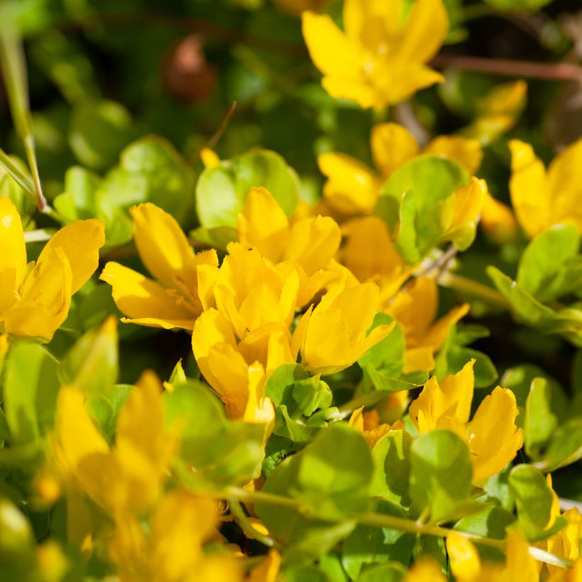 Lysimachia nummularia Goldilocks (Floração)