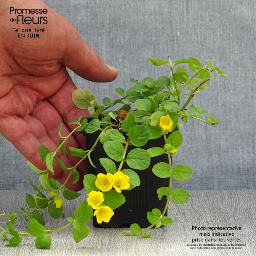 Amostra de Lysimachia nummularia Vaso de 8/9 cm tal como entregue no verão