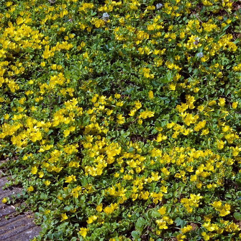 Lysimachia nummularia (Hábito)
