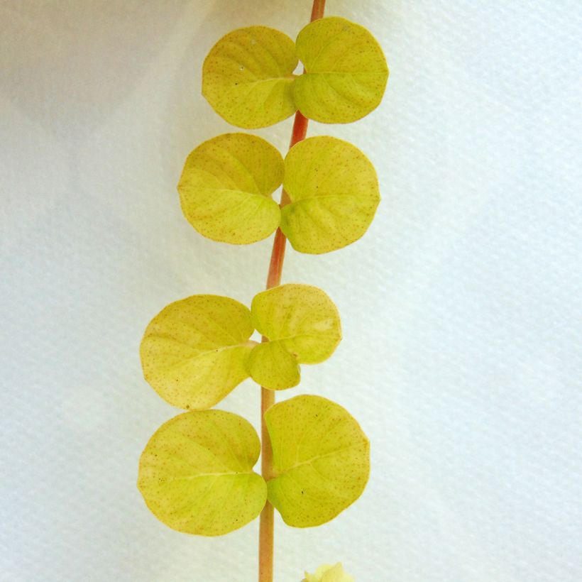 Lysimachia nummularia Aurea (Folhagem)