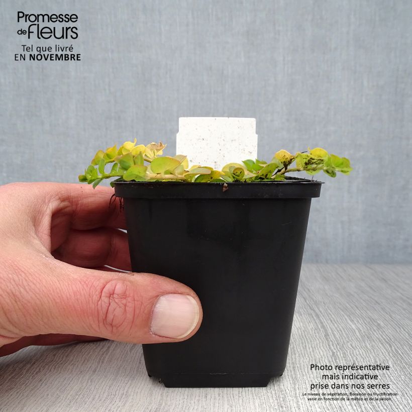 Amostra de Lysimachia nummularia Aurea Vaso de 8/9 cm tal como entregue no outono