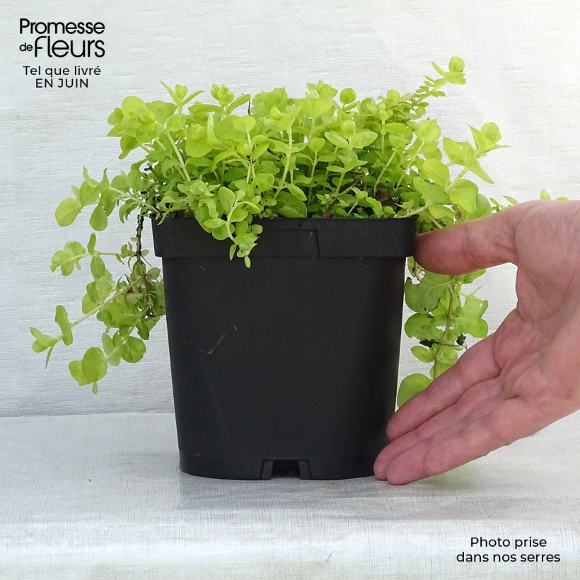 Amostra de Lysimachia nummularia Aurea Vaso de 8/9 cm tal como entregue no verão