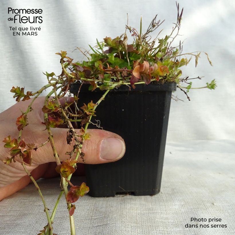 Amostra de Lysimachia nummularia aurea Vaso de 8/9 cm tal como entregue no inverno