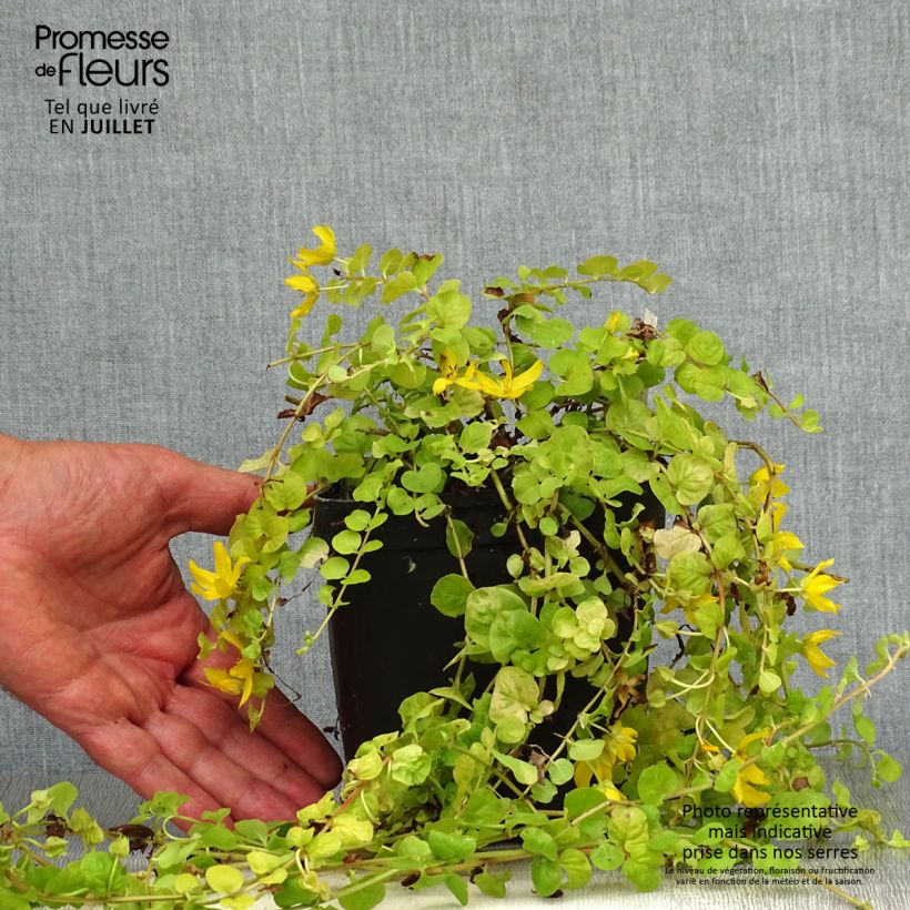 Amostra de Lysimachia nummularia Aurea Vaso de 2 L/3 L tal como entregue no verão