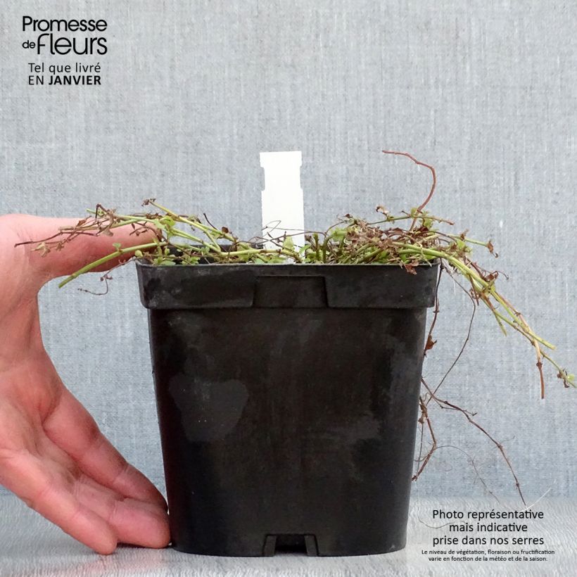 Amostra de Lysimachia nummularia aurea Vaso de 2 L/3 L tal como entregue no inverno