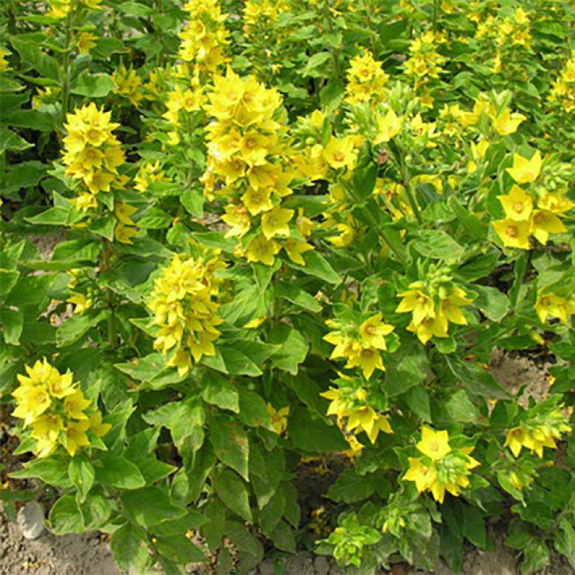 Lysimachia punctata (Hábito)