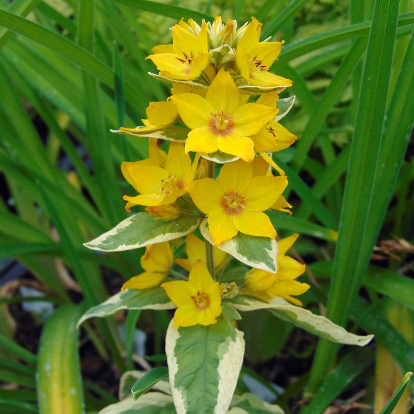 Lysimachia punctata Alexander (Floração)