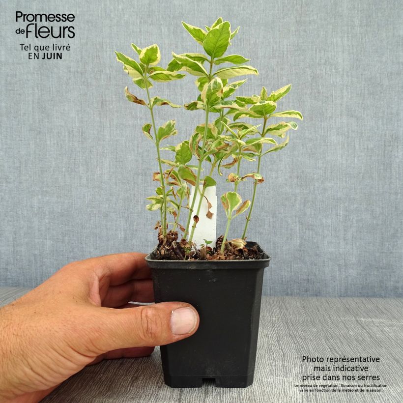 Amostra de Lysimachia punctata Alexander Vaso de 8/9 cm tal como entregue no verão