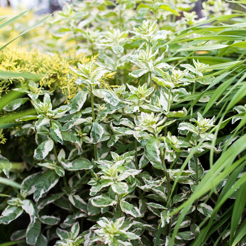 Lysimachia punctata Alexander (Hábito)