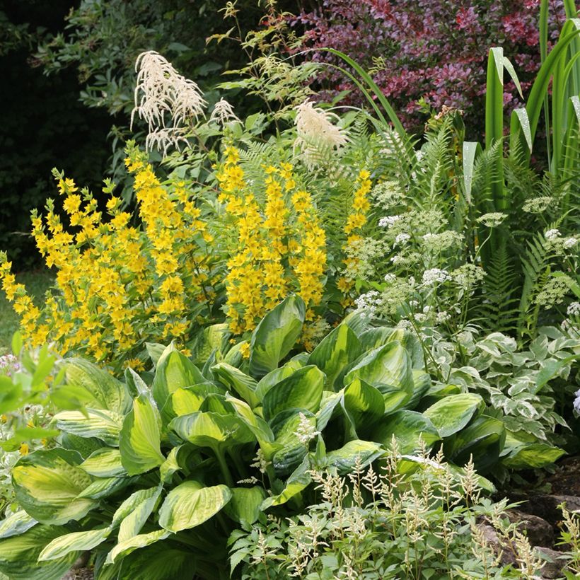 Lysimachia punctata (Hábito)