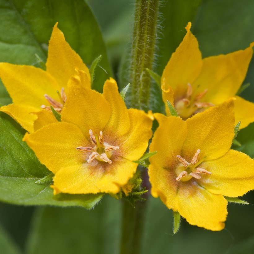 Lysimachia punctata (Floração)