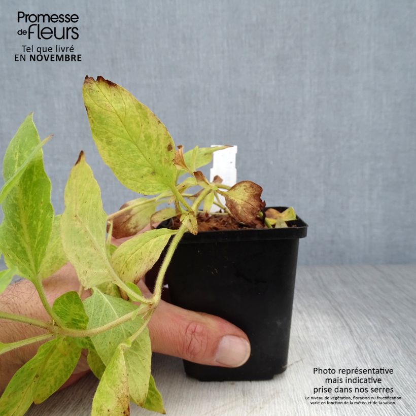 Amostra de Lysimachia punctata Vaso de 8/9 cm tal como entregue no outono