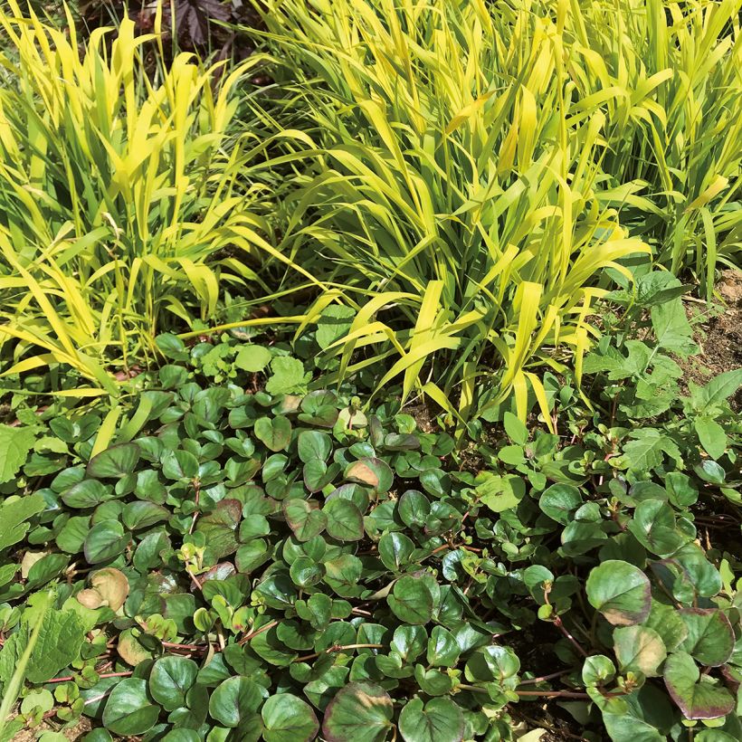 Lysimachia christinae Sunburst (Hábito)