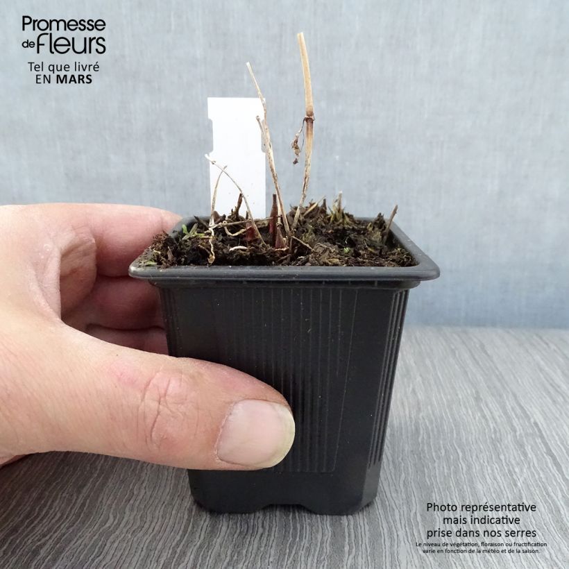 Amostra de Lysimachia vulgaris Vaso de 8/9 cm tal como entregue na primavera