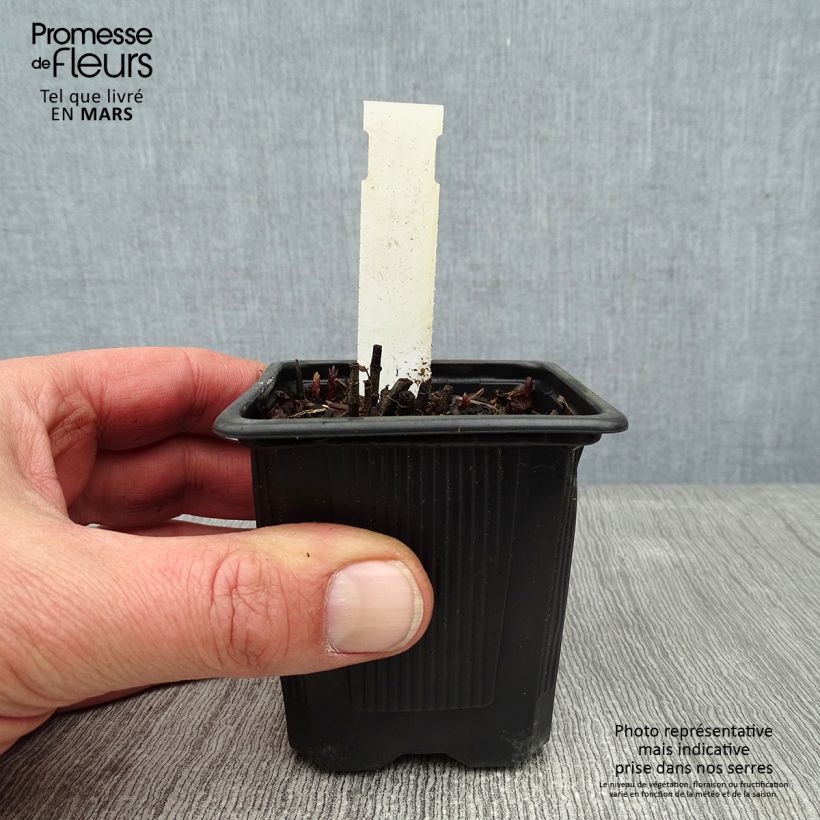 Amostra de Lysimachia vulgaris - Lysimaque commune  Vaso de 8/9 cm tal como entregue no inverno