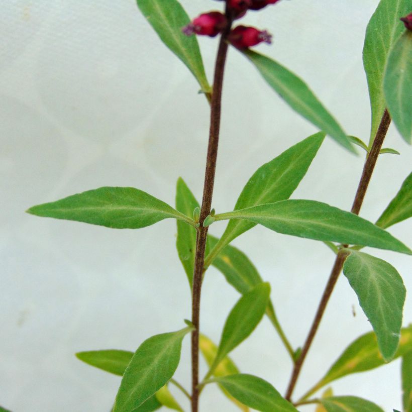 Lysimachia atropurpurea Beaujolais (Folhagem)