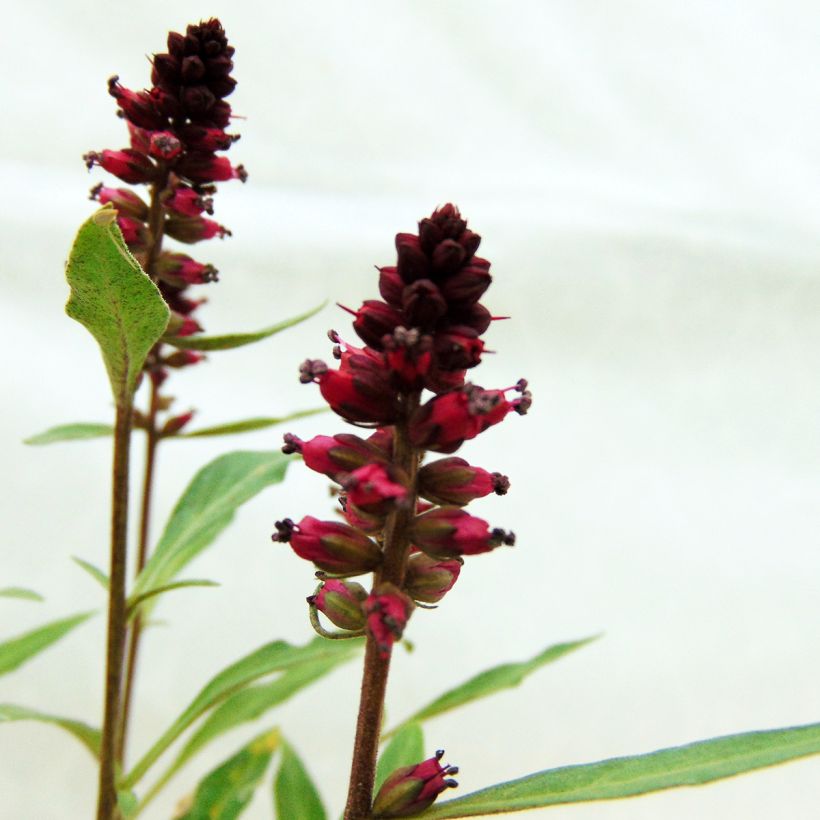 Lysimachia atropurpurea Beaujolais (Floração)