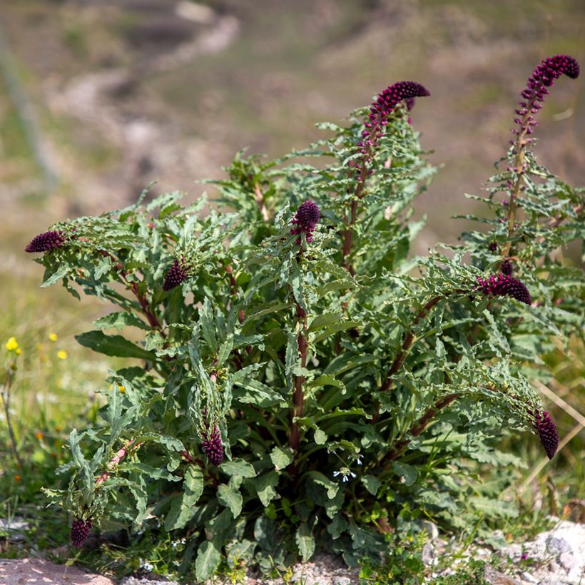 Lysimachia atropurpurea Beaujolais (Hábito)