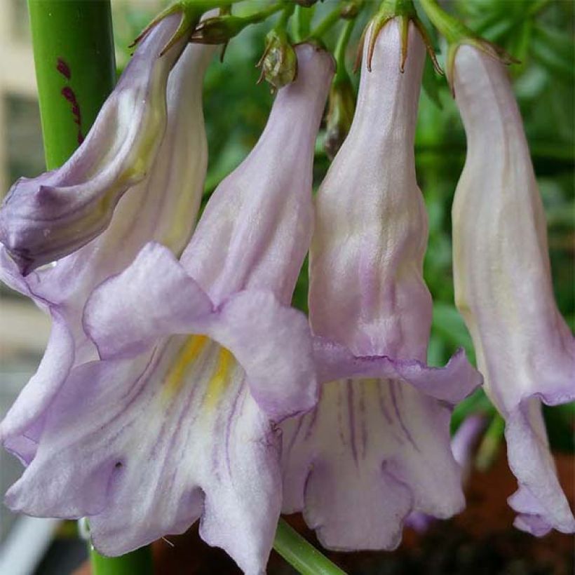 Lysionotus pauciflorus (Floração)