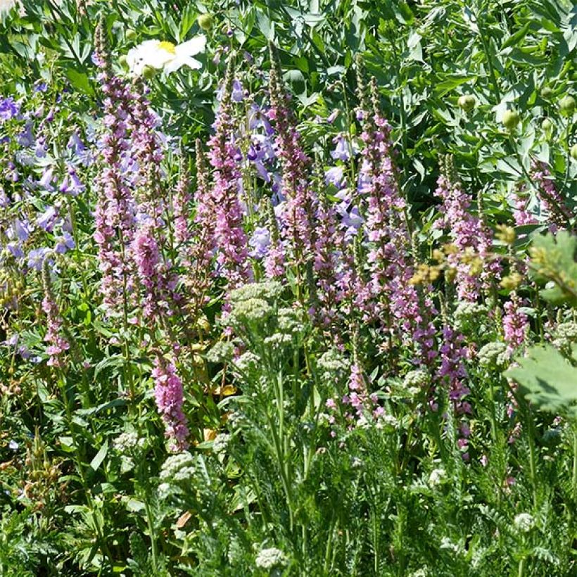 Lythrum salicaria Blush (Hábito)