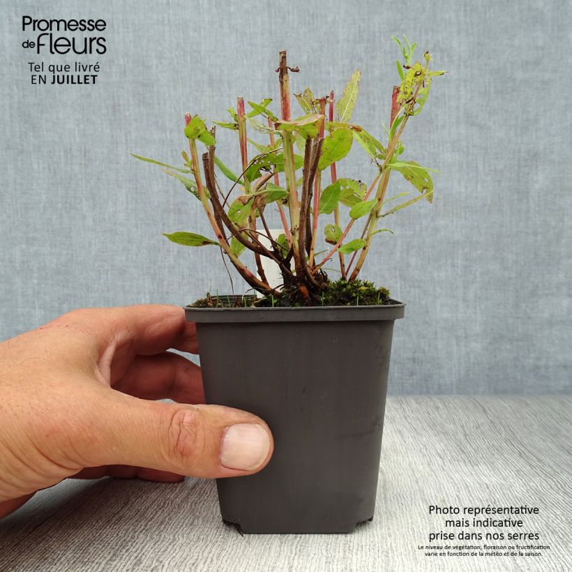 Amostra de Lythrum salicaria Blush Vaso de 8/9 cm tal como entregue no verão