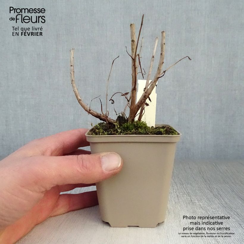 Amostra de Lythrum salicaria Blush - Salicaire commune Vaso de 8/9 cm tal como entregue no inverno