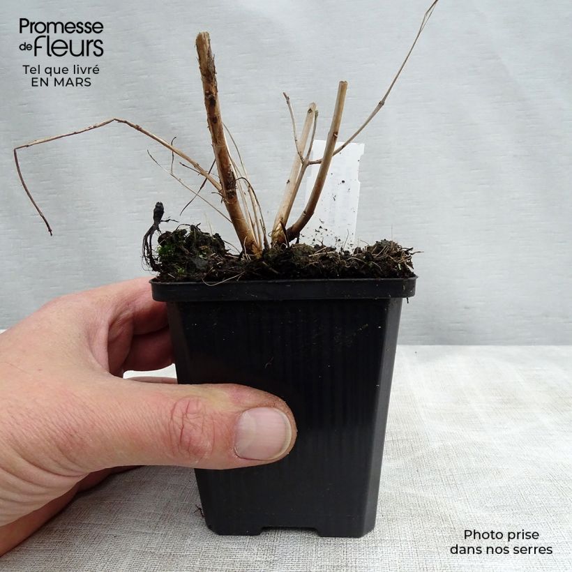 Amostra de Lythrum salicaria Blush Vaso de 8/9 cm tal como entregue na primavera