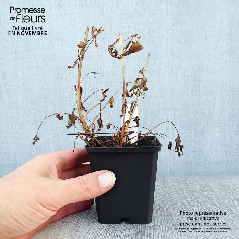 Amostra de Lythrum salicaria Robert Vaso de 8/9 cm tal como entregue no outono