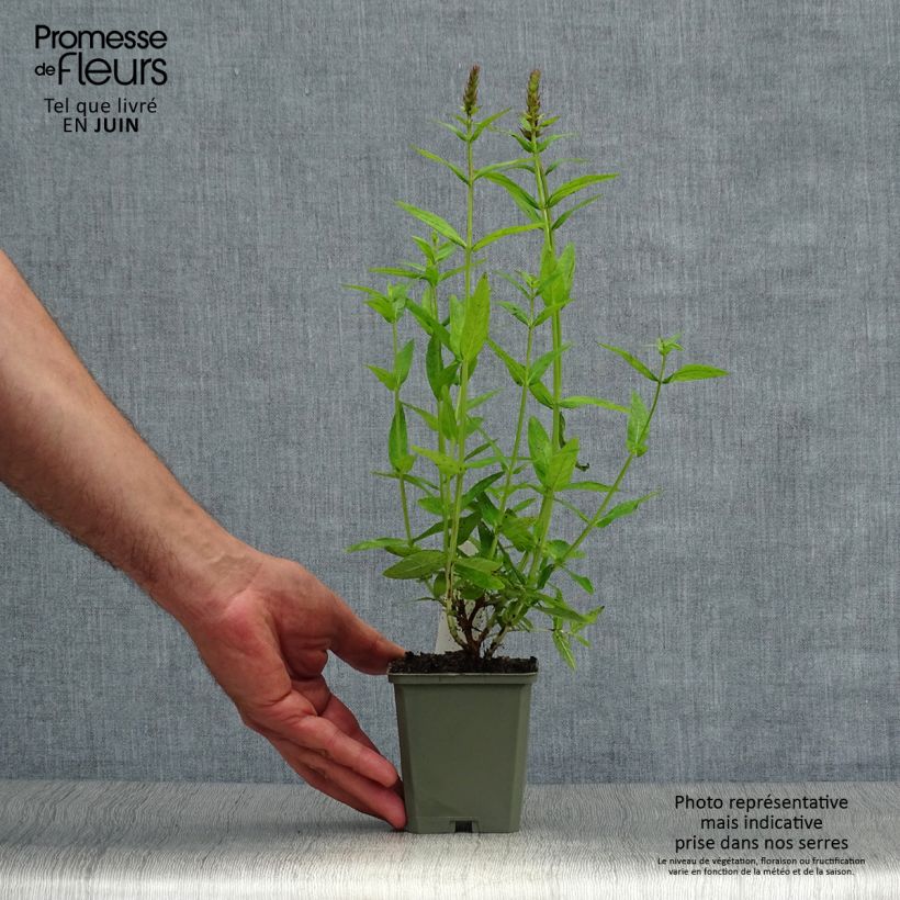 Amostra de Lythrum salicaria Robert Vaso de 8/9 cm tal como entregue no verão