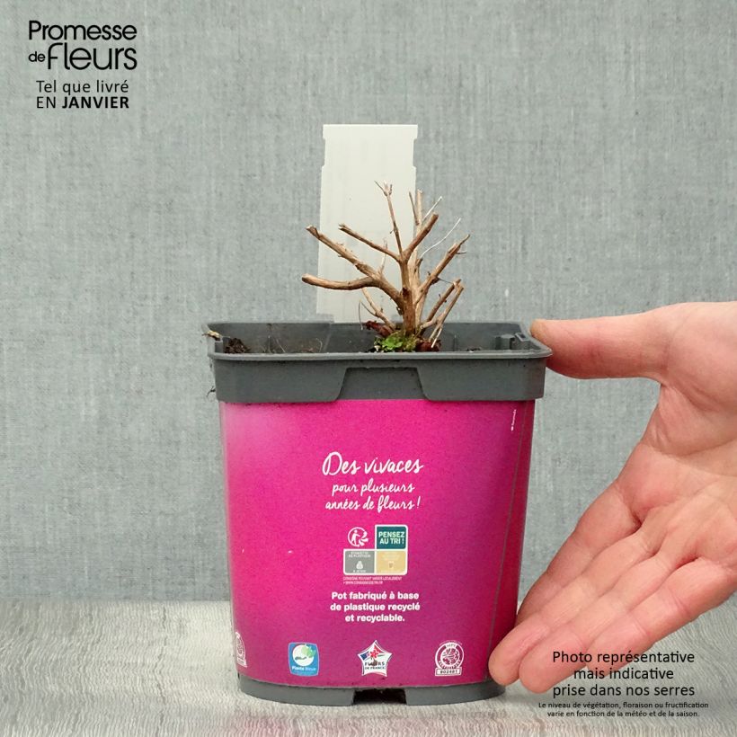 Amostra de Lythrum salicaria Robert - Salicaire commune Vaso de 2 L/3 L tal como entregue no inverno