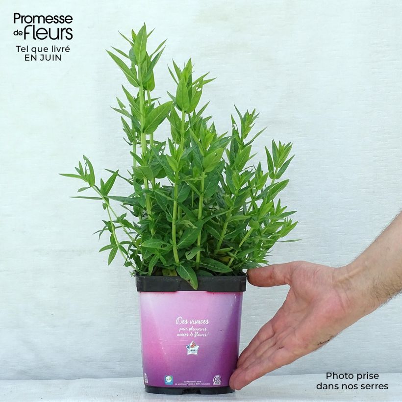 Amostra de Lythrum salicaria Robert Vaso de 2 L/3 L tal como entregue no verão