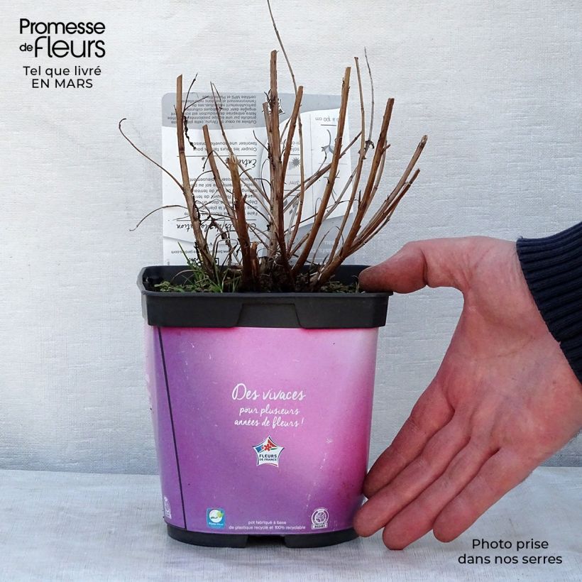 Amostra de Lythrum salicaria Robert Vaso de 2 L/3 L tal como entregue na primavera