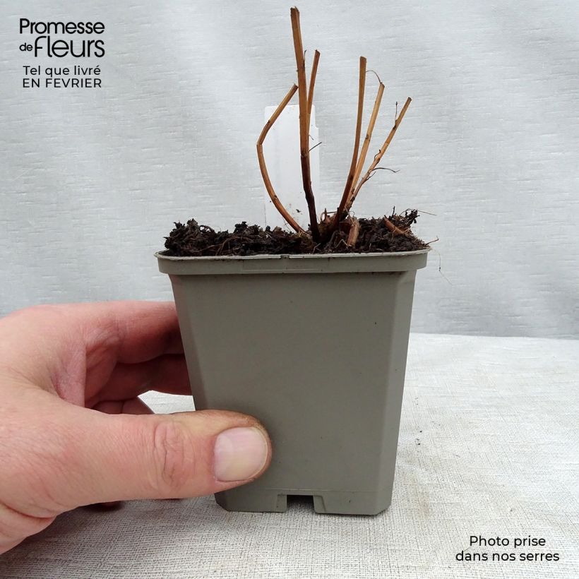 Amostra de Lythrum salicaria Robert - Salicaire commune Vaso de 8/9 cm tal como entregue no inverno