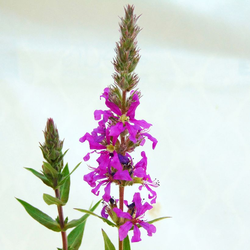 Lythrum salicaria (Floração)