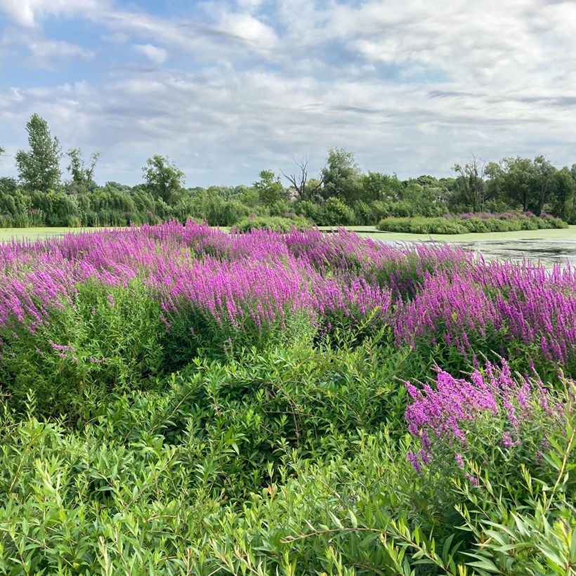 Lythrum salicaria (Hábito)