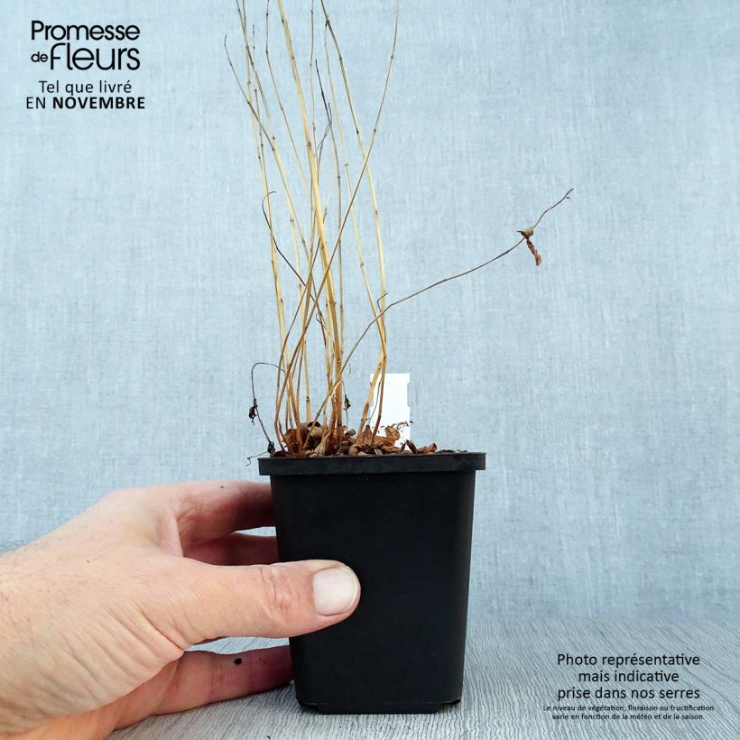 Amostra de Lythrum salicaria Vaso de 8/9 cm tal como entregue no outono