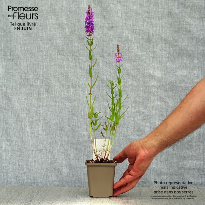Amostra de Lythrum salicaria Vaso de 8/9 cm tal como entregue no verão