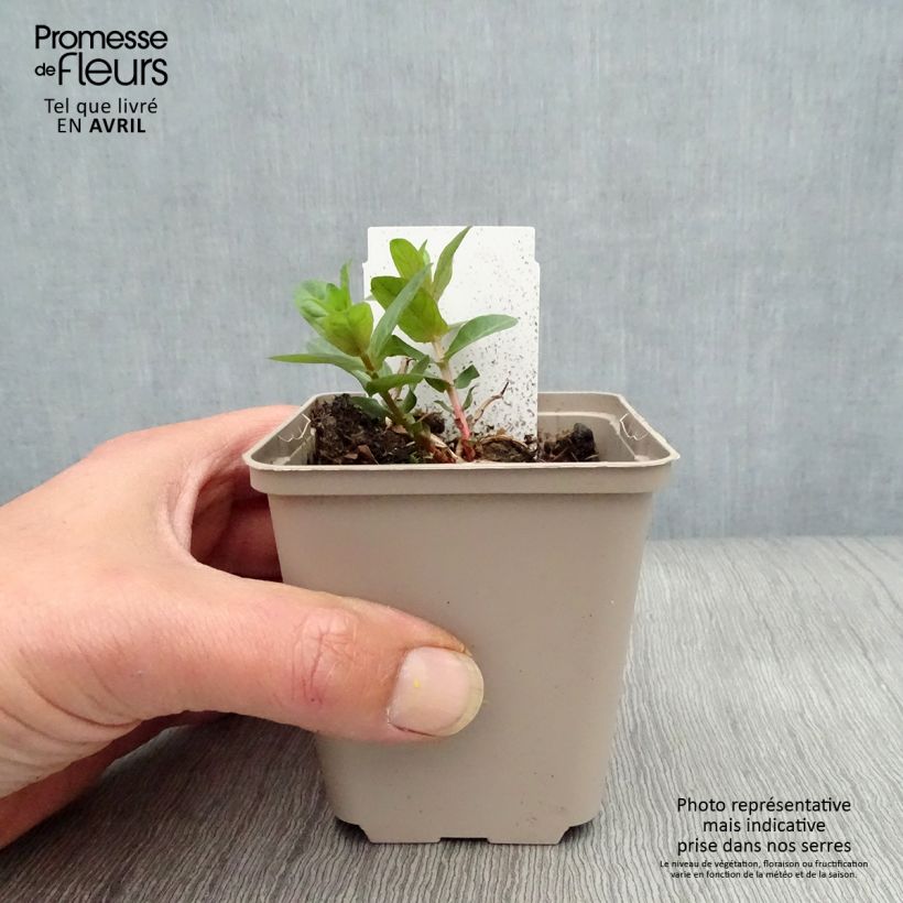 Amostra de Lythrum salicaria Vaso de 8/9 cm tal como entregue na primavera