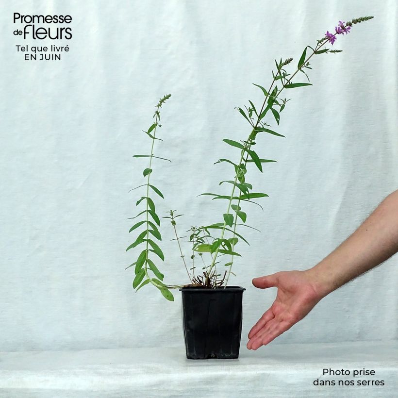 Amostra de Lythrum salicaria Vaso de 2 L/3 L tal como entregue no verão