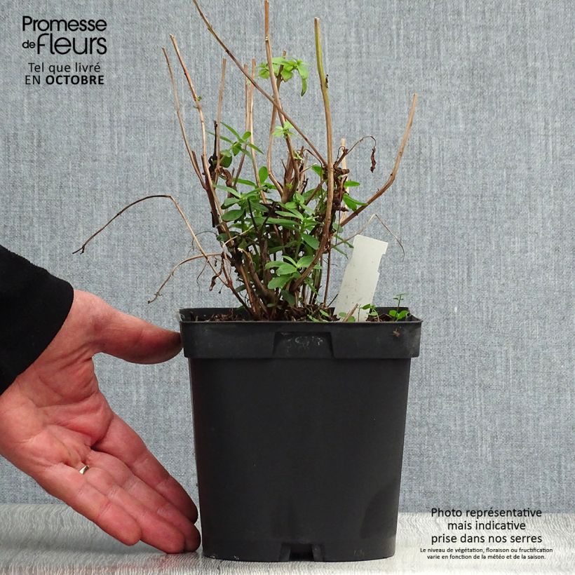 Amostra de Lythrum salicaria Vaso de 2 L/3 L tal como entregue no outono