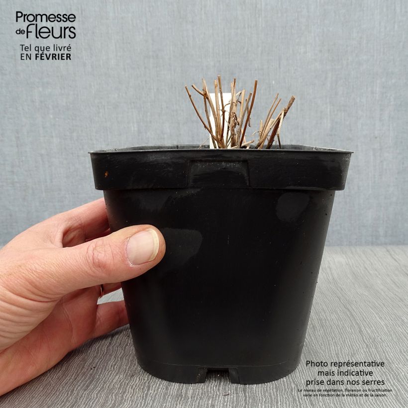 Amostra de Lythrum salicaria - Salicaire Vaso de 2 L/3 L tal como entregue no inverno