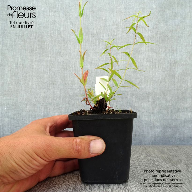 Amostra de Lythrum salicaria Swirl Vaso de 8/9 cm tal como entregue no verão