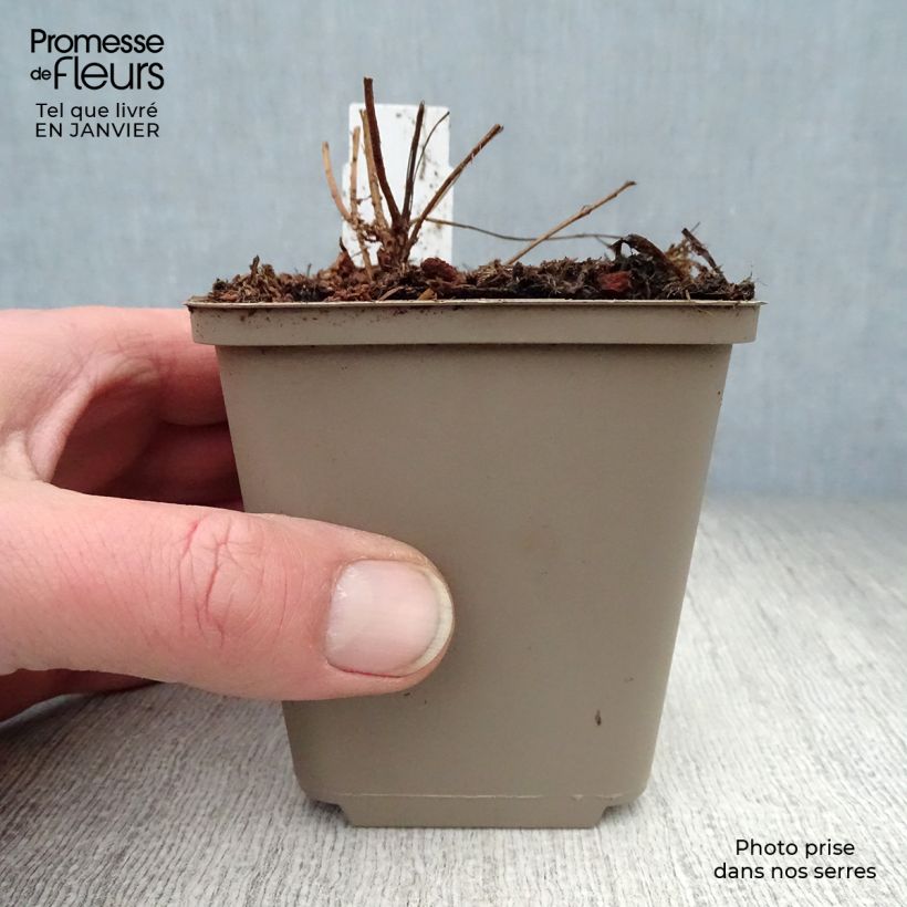 Amostra de Lythrum salicaria Swirl Vaso de 8/9 cm tal como entregue no inverno